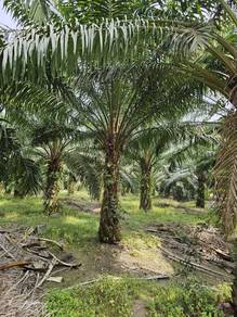Land-for-sale-Kota-Tinggi-Johor