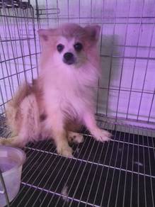 Pomeranian 