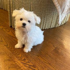 N278 Lively Maltese cute fluuffy white teddy bear