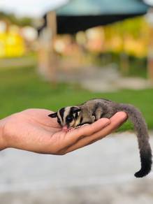 sugar glider