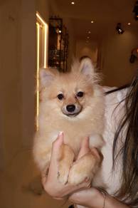 J0845 Pomeranian Teddy Bear Face Puppy