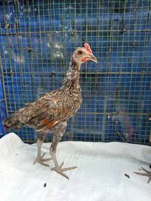 Ayam Modern Game 