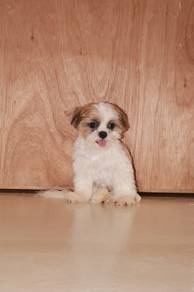 J0849 Shih Tzu Charming Little Puppy