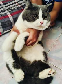 British Shorthair 