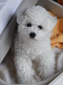 Frolicsome Poochon beautiful sweet temperament ado