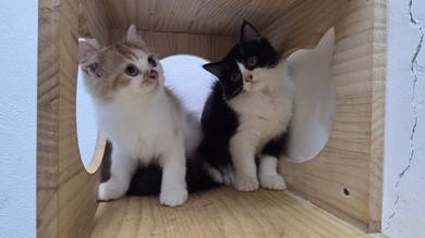Anak Kucing Parsi