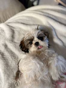 Velvety Shih Tzu lovely small size cute face sweet