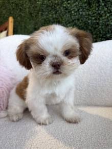 U6332 Baby-faced Shih Tzu lovely small size cute f
