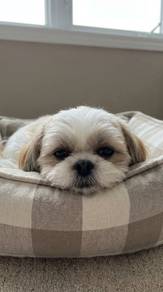 Affectionate Shih Tzu lovely small size cute face