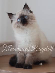 Ragdoll Kitten