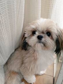 B3526 Gentle Shih Tzu lovely small size cute face
