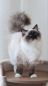 Ragdoll Kitten, Seal Mitted