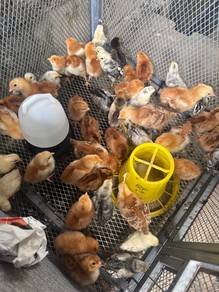 anak ayam rir