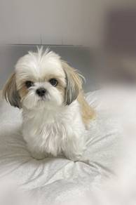 B6623 Soft-pawed Shih Tzu lovely small size cute f