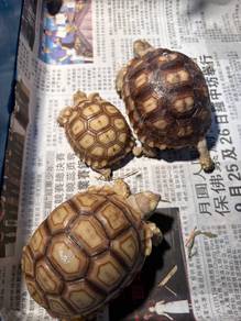 Big Sulcata tortoise