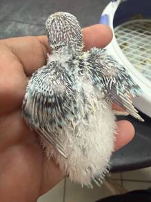 Burung budgie Jinak