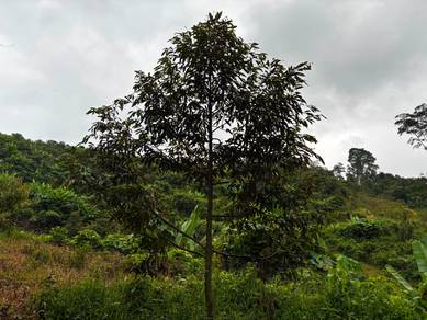 Agricultural-Land-for-sale-Jelebu-Negeri-Sembilan