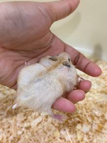 Hamster