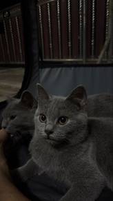 Pure Blue Bsh