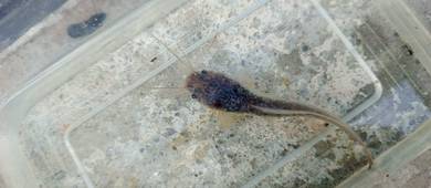 Anak ikan keli 2 inci