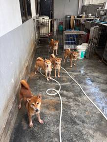 Shiba Inu