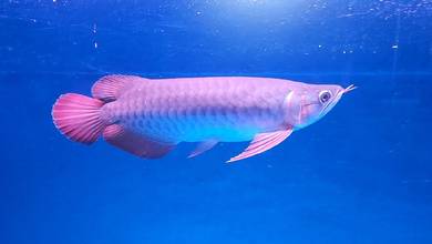 super red arowana sepauk