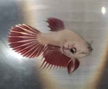 Betta 