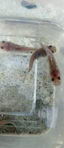 Anak ikan baung kuning mekong
