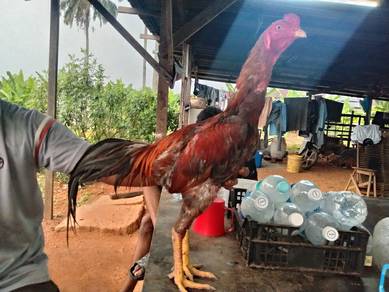 ayam sabung