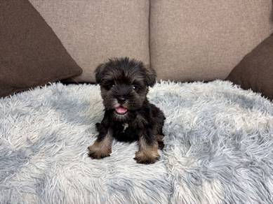Schnauzer puppy