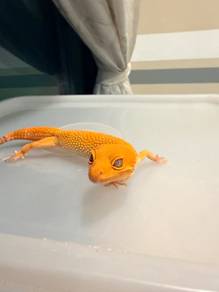 Sunglow Tornado Leopard Gecko