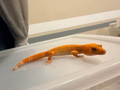 Sunglow Tornado Leopard Gecko