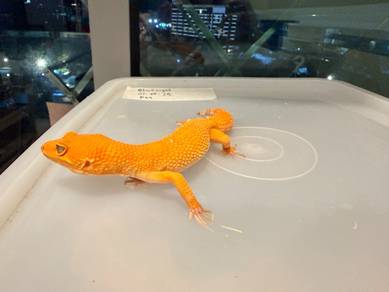 Sunglow Tornado Leopard Gecko