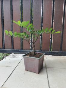 Maba buxifolia / Pokok Kayu Hitam