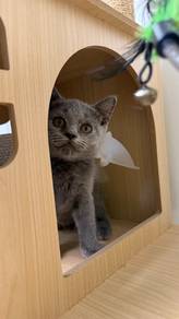 British Shorthair Round Face Male Kitten PROMO
