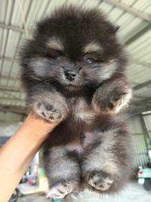 Pomeranian Black Tan Tiny Male