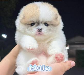 Pomeranian Parti Tiny Male Puppy