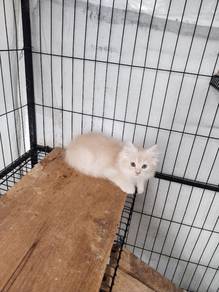 Kucing. Ibu dan anak Kucing 