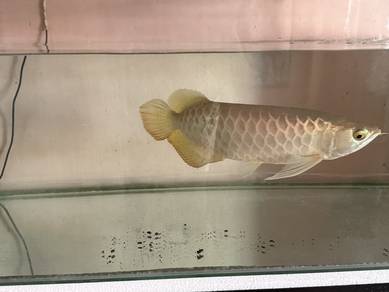 fish full set