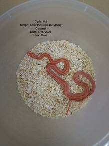 corn snake 