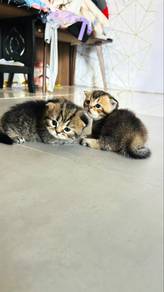 Munchkin bsh