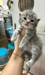 Bsh Tabby blue