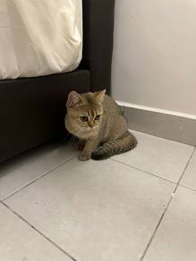 British short hair GOLDEN -F (bsh)