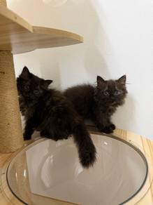 persian kitten
