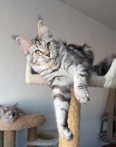 Maine Coon Kitten for Sale – Loving Home