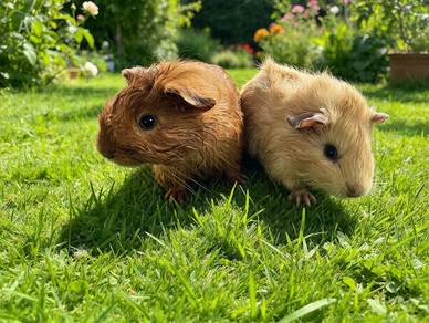 Guinea pig 1 pair