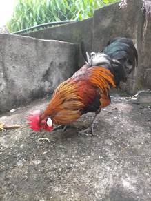 ayam 