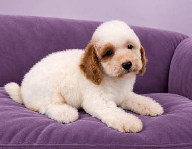 Maltipoo 