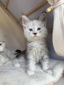 Shaded Mainecoon
