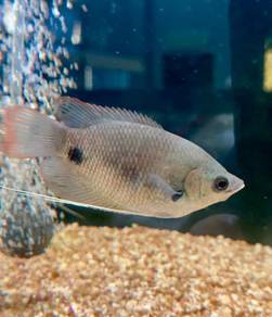 Ikan Kaloi Sabah - Giant Gourami Red Tail